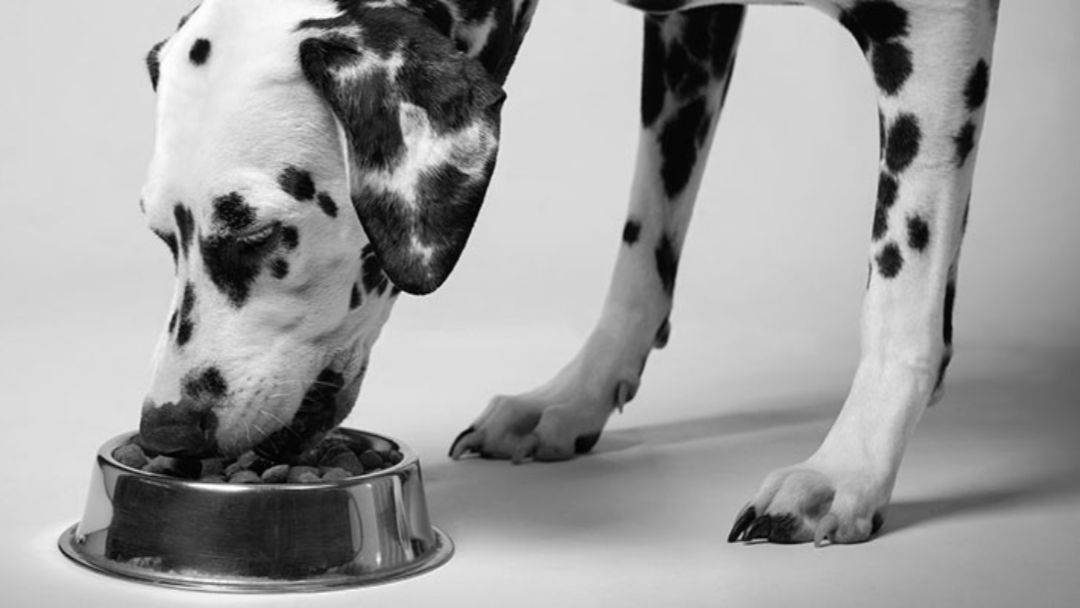 Comment gérer le vomissement chez votre chien Purina